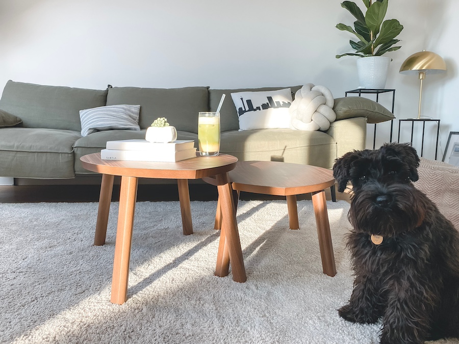 Dog sits on carpet